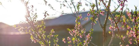 Pink tree flowers in spring blossomの写真素材