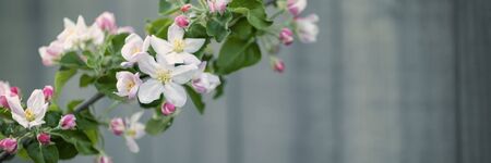 White tree flowers, spring blossom