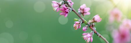 Pink tree flowers in spring blossomの写真素材