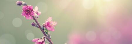 Pink tree flowers in spring blossomの写真素材