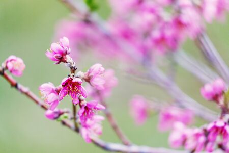 Pink tree flowers in spring blossomの写真素材