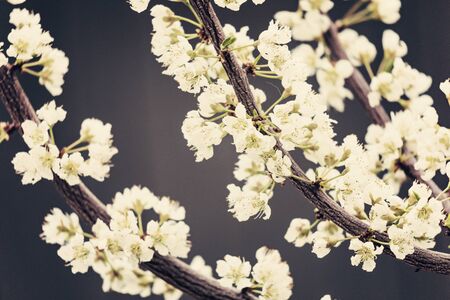 White tree flowers, spring blossomの写真素材
