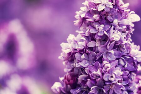 Purple lilac flowers blossom in gardenの写真素材