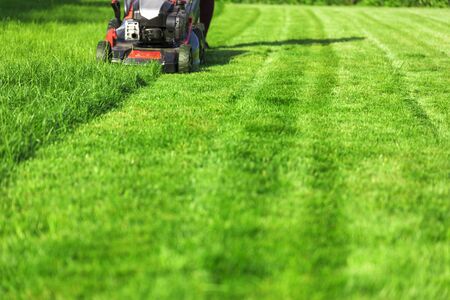 Lawn mower cutting green grass in backyardの写真素材