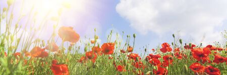 Red poppy flowers on sunny blue skyの写真素材