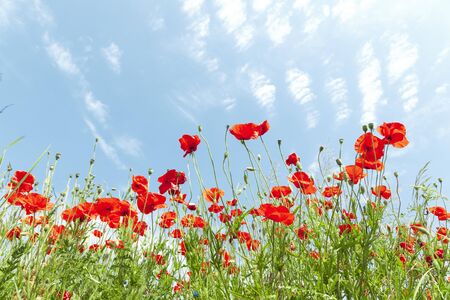 Red poppy flowers on sunny blue skyの写真素材
