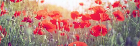 Red poppy flowers on sunny blue skyの写真素材
