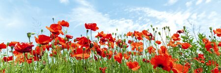 Red poppy flowers on sunny blue skyの写真素材
