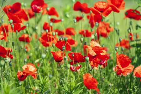 green meadow with red poppy flowersの写真素材