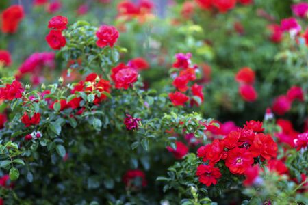 red roses in the gardenの写真素材