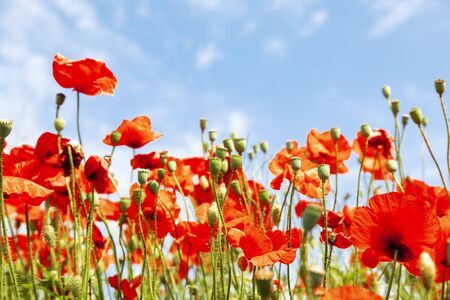 Red poppy flowers on sunny blue skyの写真素材