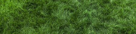 Natural green grass background, fresh lawn top viewの写真素材
