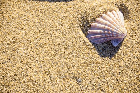 Sea shell on sand photographed from above, hot summer day on the beach, tropical vacationの写真素材