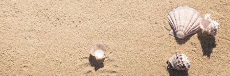 Sea shell on sand photographed from above, hot summer day on the beach, sunny tropical beach backgroundの写真素材