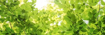 Green tree leaves in sunlight, sunny spring day in the parkの写真素材
