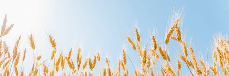 Ears of golden wheat on sunny blue sky close up backgroundの写真素材