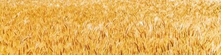 Sunny golden wheat field, ears of wheat close up backgroundの写真素材
