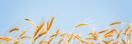 Ears of golden wheat on sunny blue sky close up backgroundの写真素材
