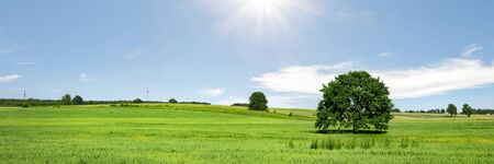 Sunny green meadow with blue sky and clouds, agriculture field in springの写真素材