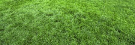 Natural green grass background, fresh lawn top viewの写真素材