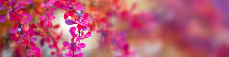 Colorful autumn leaves bokeh backgroundの写真素材