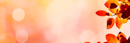 Colorful autumn leaves bokeh backgroundの写真素材