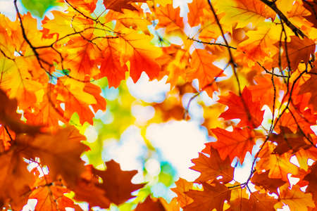 Colorful autumn leaves over sunny sky backgroundの写真素材