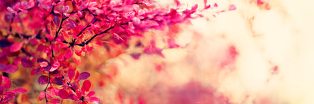 Colorful autumn leaves bokeh backgroundの写真素材