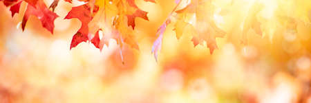 Colorful autumn leaves bokeh backgroundの写真素材
