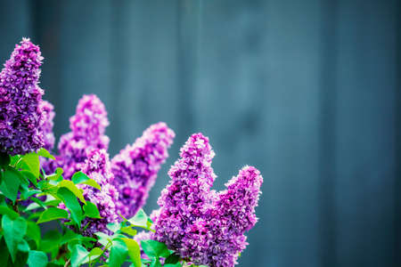 Purple lilac flowers spring blossomの写真素材