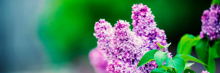 Purple lilac flowers spring blossomの写真素材