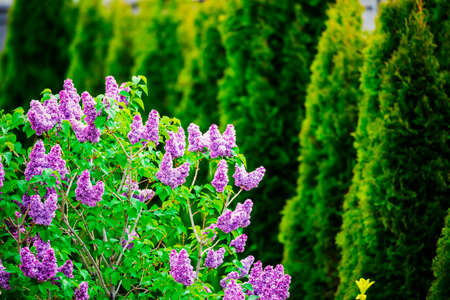 Purple lilac flowers spring blossomの写真素材