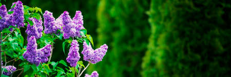 Purple lilac flowers spring blossomの写真素材