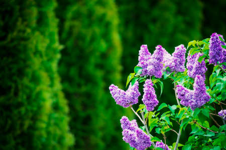 Purple lilac flowers spring blossomの写真素材