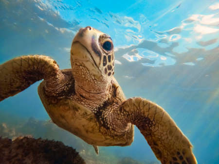 Green sea turtle above coral reef underwater, blue ocean in sunny tropical dayの写真素材