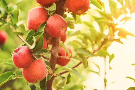 Apple tree with red applesの写真素材
