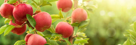 Apple tree with red applesの写真素材