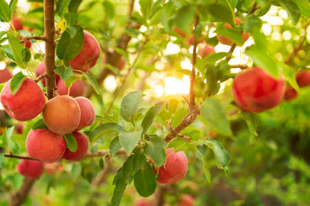 Apple tree close-up on branch full of red applesの写真素材
