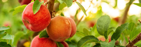 Apple tree close-up on branch full of red applesの写真素材