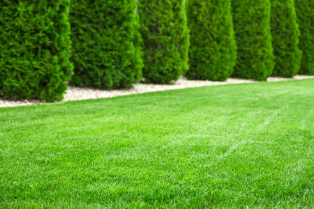 Backyard with natural green grass, fresh lawnの写真素材