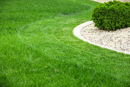 Backyard with natural green grass, fresh lawnの写真素材