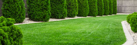 Backyard with natural green grass, fresh lawnの写真素材