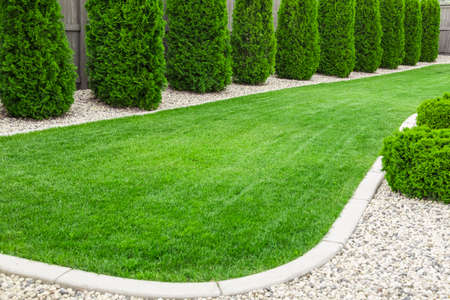 Backyard with natural green grass, fresh lawnの写真素材
