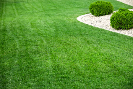 Backyard with natural green grass, fresh lawnの写真素材