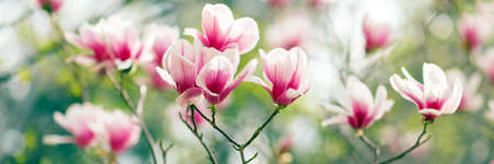 Magnolia tree blossom in spring, soft blurred background with sunshineの写真素材