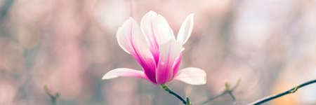 Magnolia tree blossom in spring, soft blurred background with sunshineの写真素材