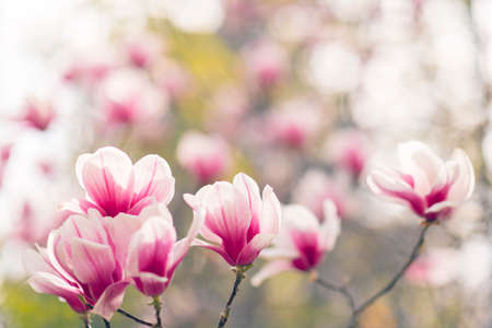 Magnolia tree blossom in spring, soft blurred background with sunshineの写真素材