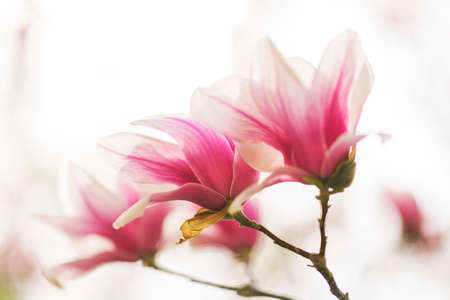 Magnolia tree blossom in spring, soft blurred background with sunshineの写真素材