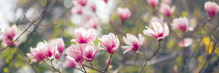 Magnolia tree blossom in spring, soft blurred background with sunshineの写真素材