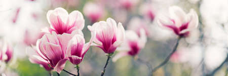 Magnolia tree blossom in spring, soft blurred background with sunshineの写真素材